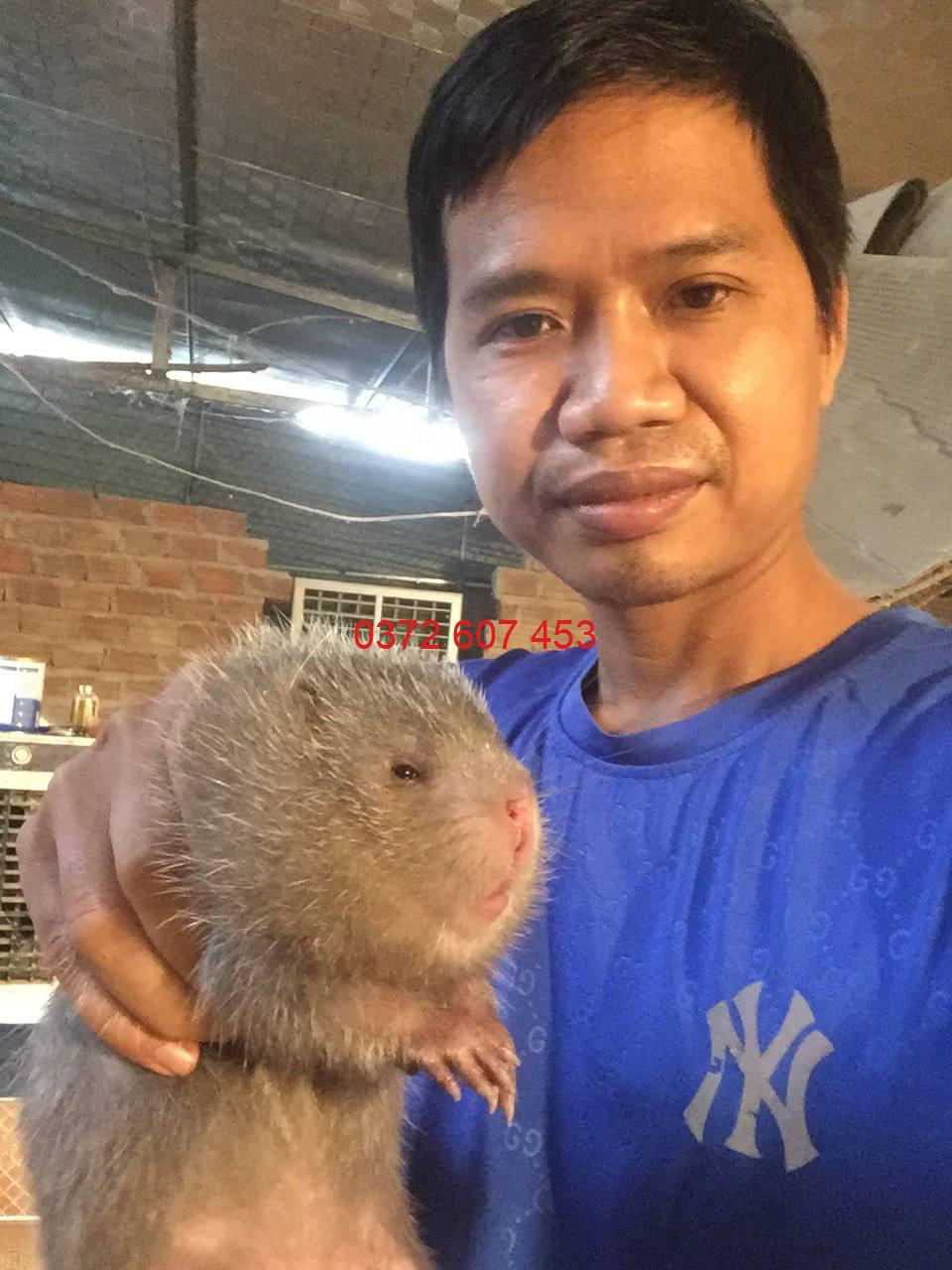 con dúi giống quảng nam