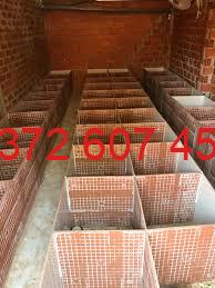 Quy mô chuồng trại của anh Lương có thể nuôi được 500 con dúi.