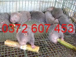 dúi giống bùi thanh lương (8)