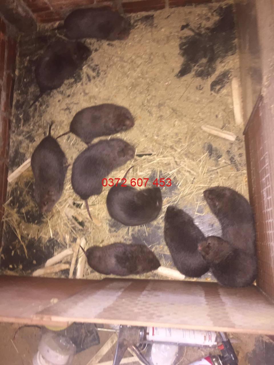 dúi giống thăng bình - Quảng nam