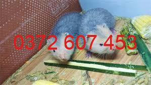 mua dúi giống nuôi thịt quảng nam