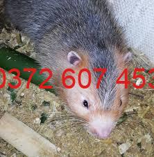 mua dúi giống nuôi thịt quảng nam